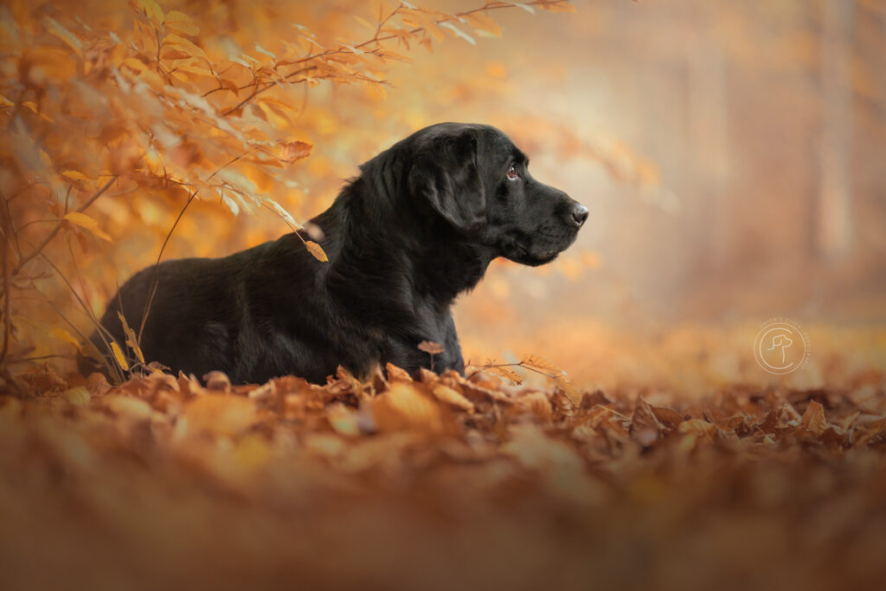Old dog in golden leafs