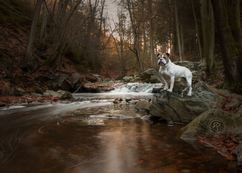 Dog at a waterfall