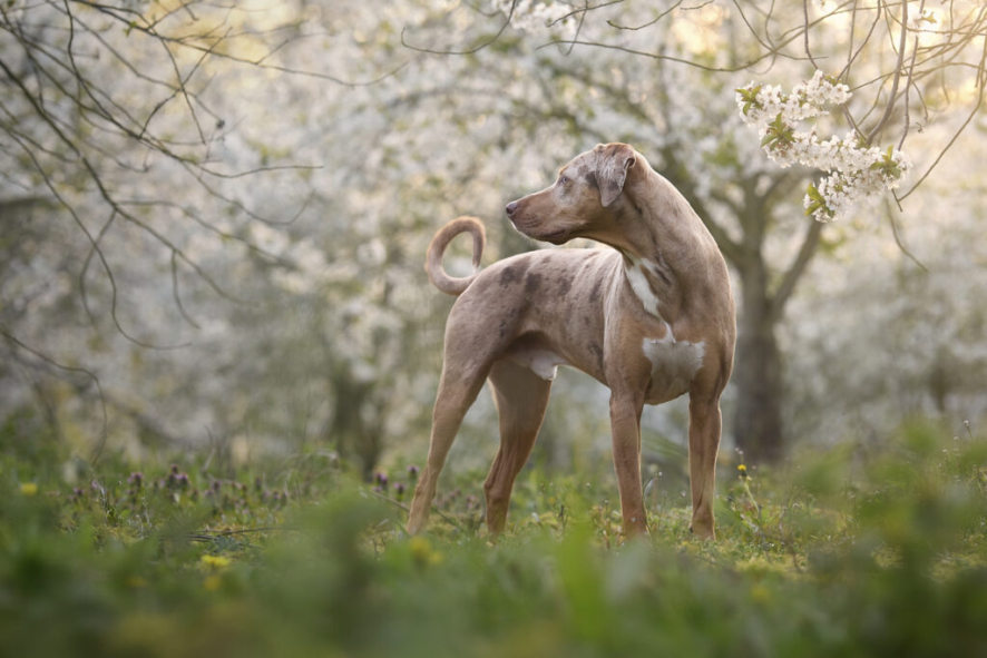 catahoula leopard dog in apple blossom