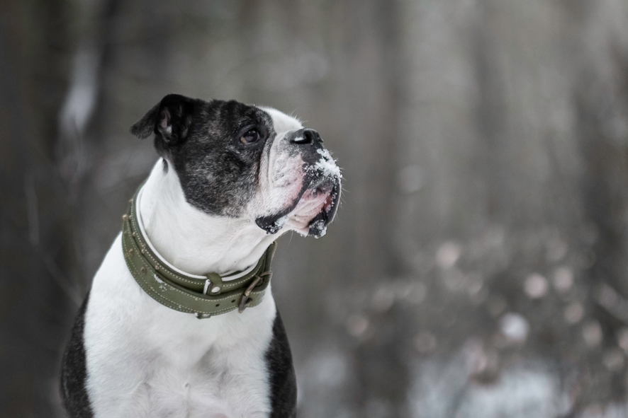 Old English Bulldog in de sneeuw