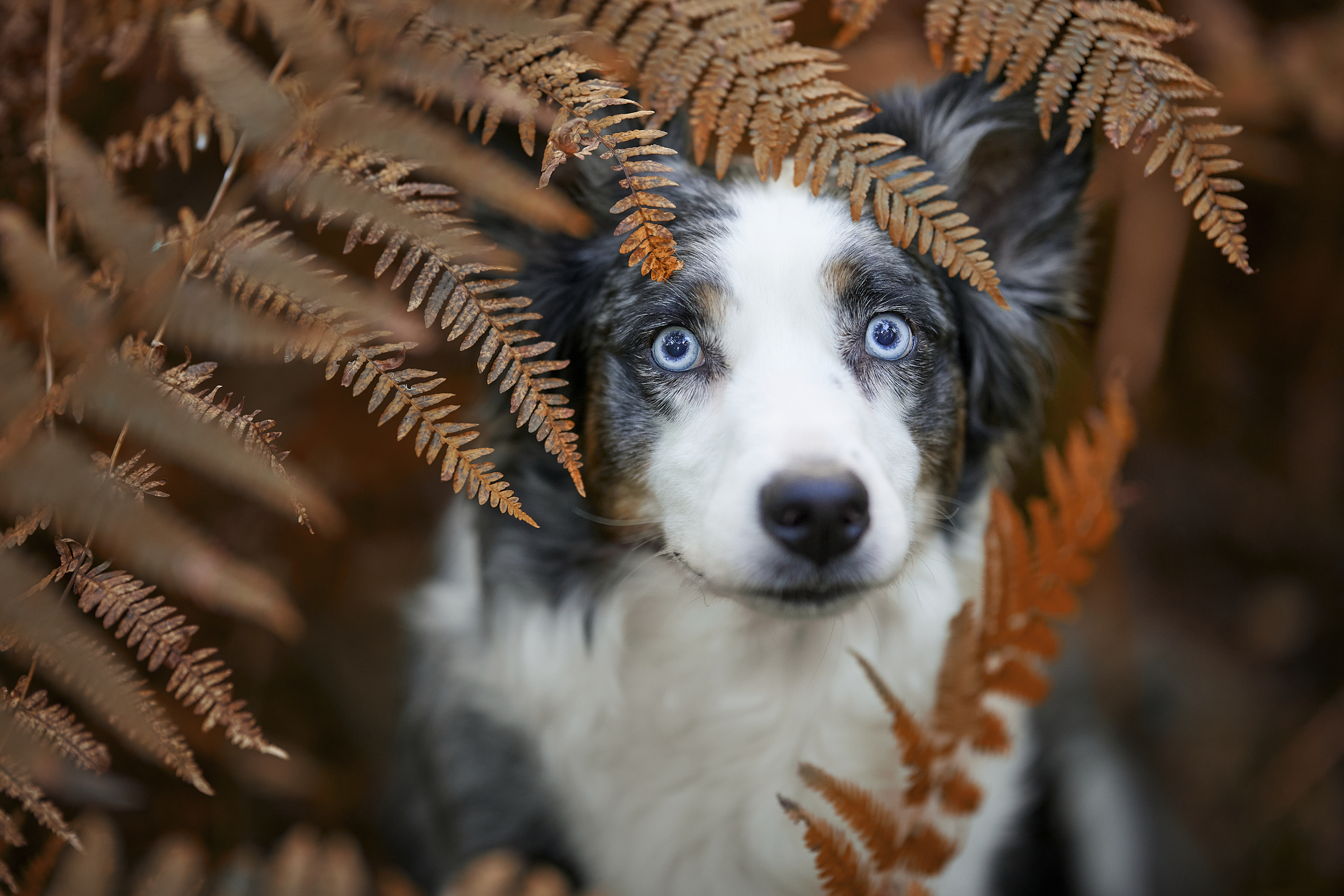 intense blue eyes contrast with brown furn leaves
