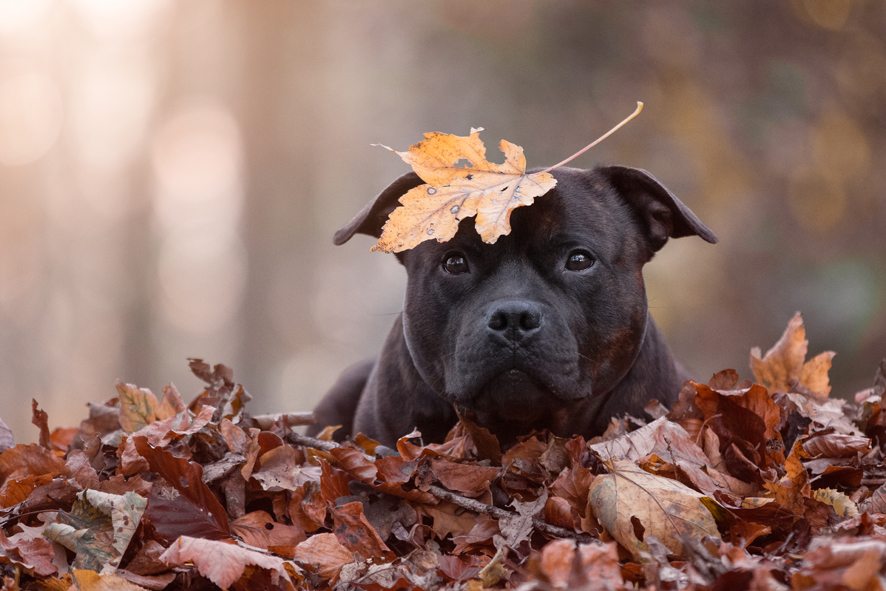 staffordshire bullterrier in autumn with a leaf on his head