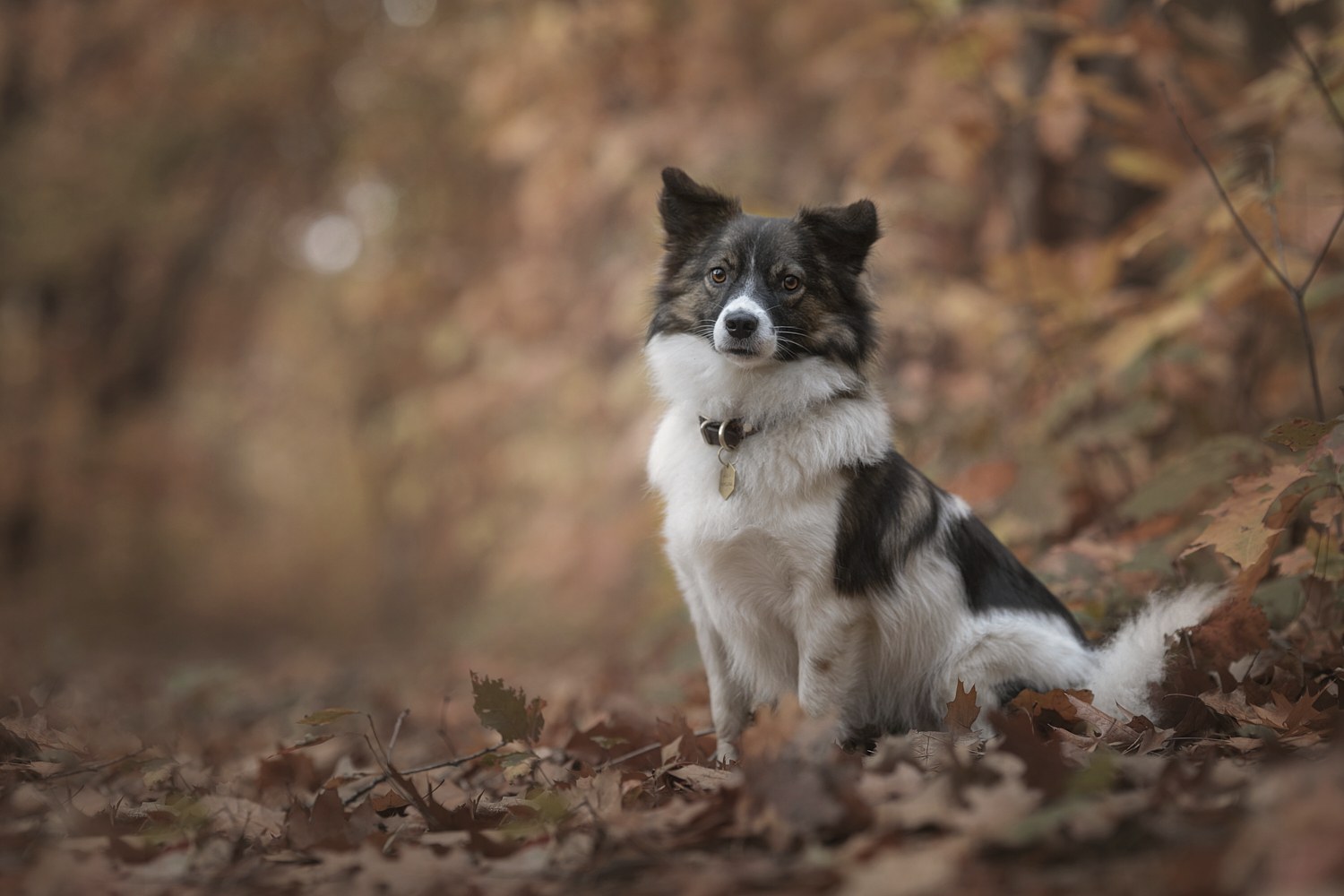 Roemeense rescuehond in de herfst