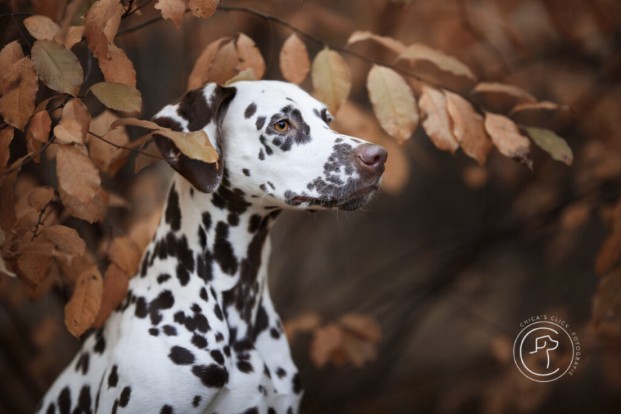 profielfoto van een Dalmatier en herfstbladeren