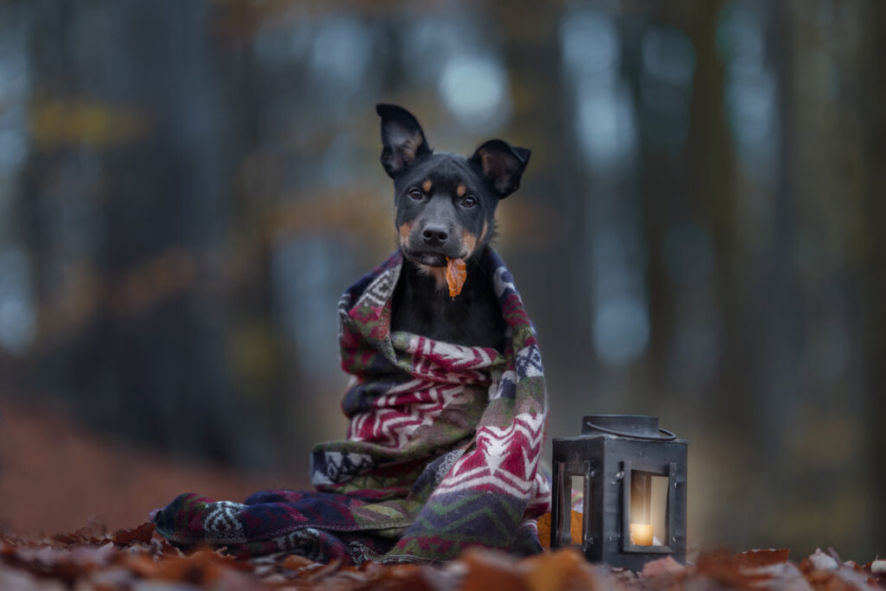 cute kelpie puppy in autumn with a candle light and a blanket holding a leaf