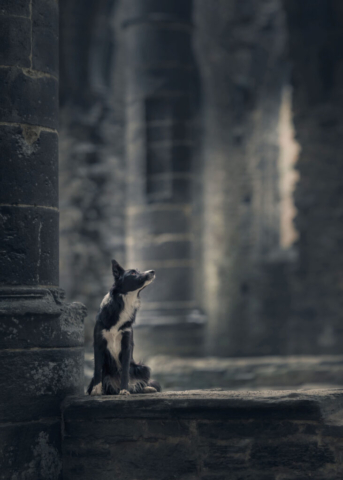 boldercollie in an ancient abbey with window light