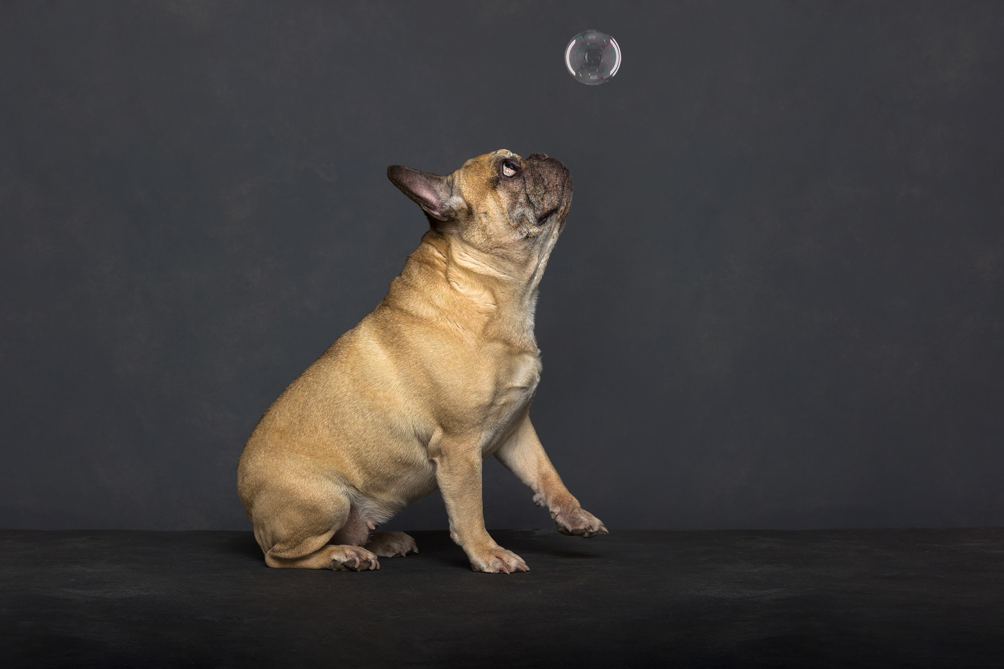 franse bulldog en een zeepbel