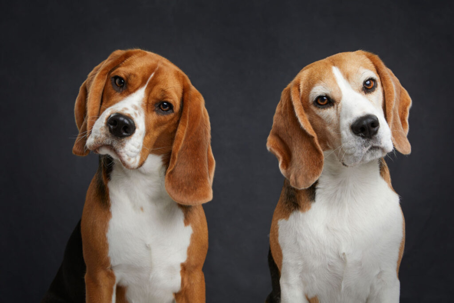 twee beagles met een head tilt
