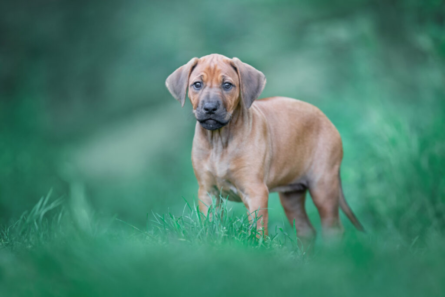 rhodesianridgeback puppy in greens