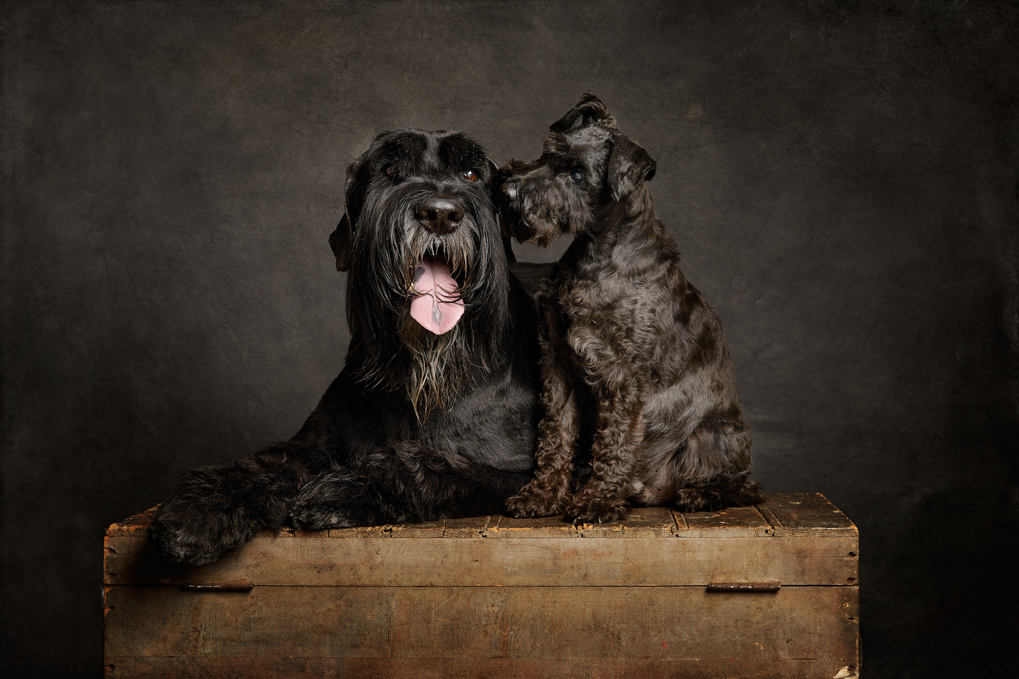 Een grote en een kleine zwarte hond op een kist fine art fotografie